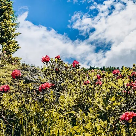 Four Peaks * Flachau